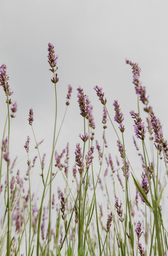 Lavender Citrus