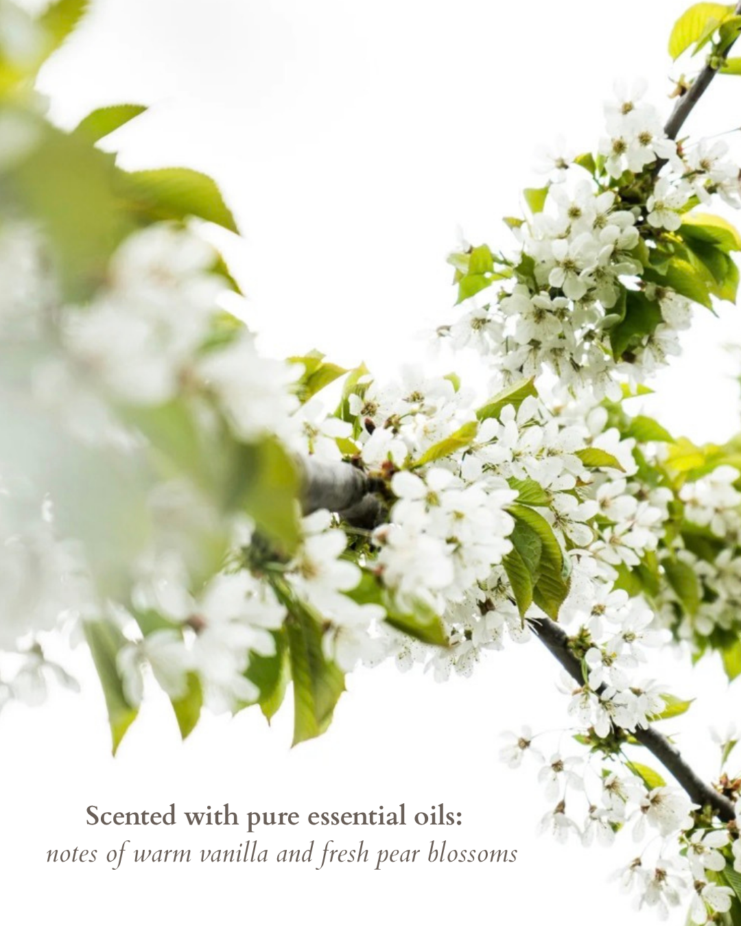 Pear Blossom & Vanilla Body Oil