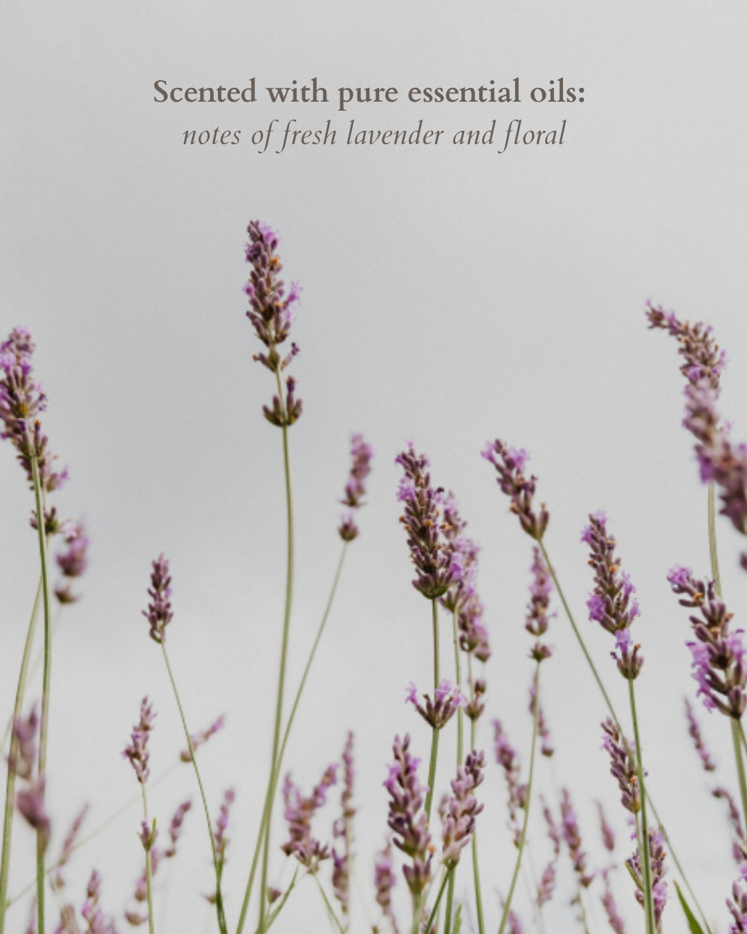 Wild Lavender & Calendula Goats Milk Bar Soap